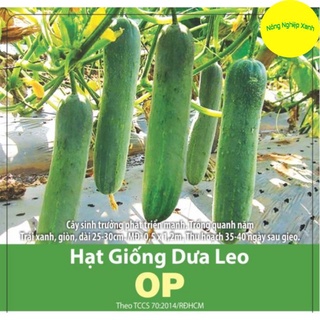 Hạt giống hạt giống dưa leo op dễ trồng, năng suất cao