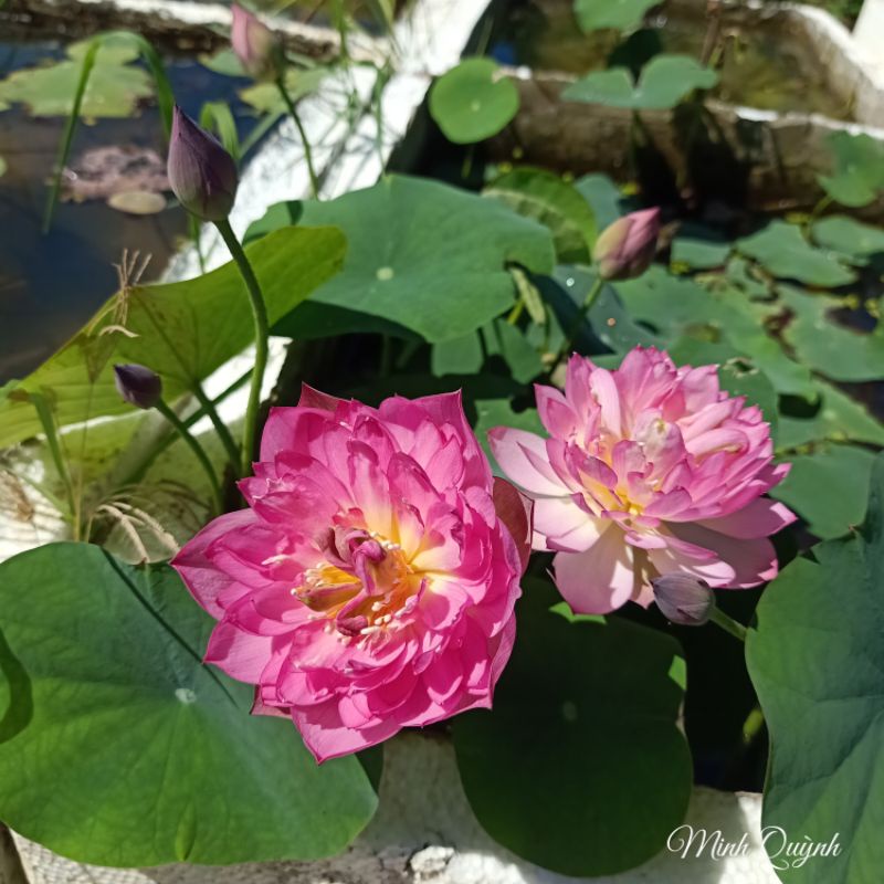Củ sen mini Pink Butterfly
