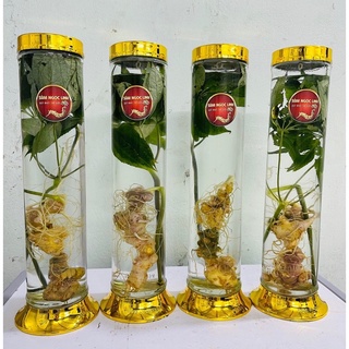 Sâm ngọc linh 1.8l