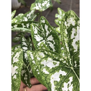 Cây MÔN TRẮNG lá nhỏ
