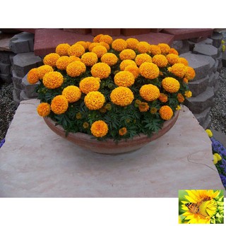 Hạt giống hoa Vạn thọ Cam lùn (30 hạt)
