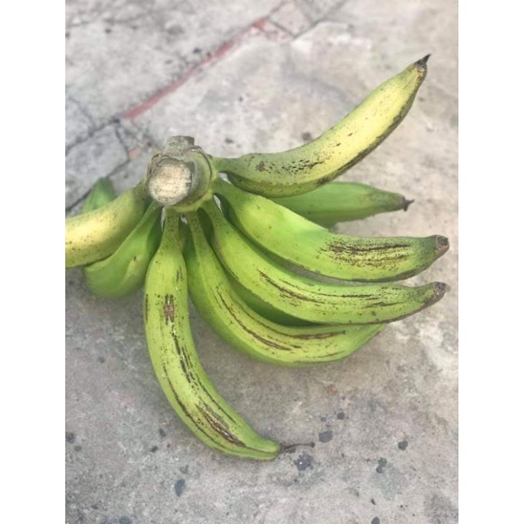 24.09 Chuối Táo Quạ... 3 tháng cây cho trái