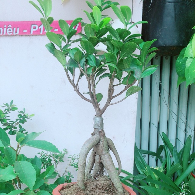 Cây Si Bonsai
