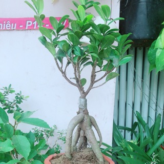 Cây Si Bonsai