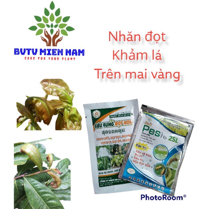 hiệu quả trên bọ trĩ, sâu ăn lá, khắc phục nhăn đọt, khảm lá trên Mai vàng