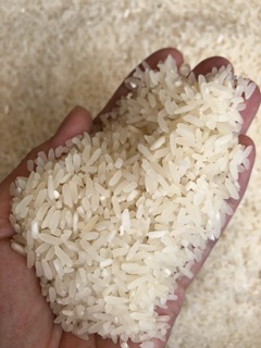 Gạo bắc hương ngon 10kg