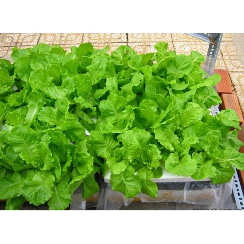 Hạt giống xà lách xoăn xanh cao sản, gói 2gr đủ cho 60m2