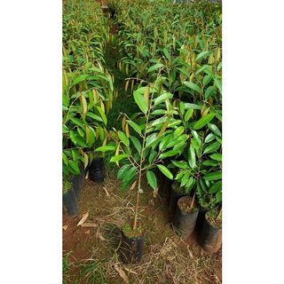 CÂY GIỐNG SẦU RIÊNG RI6 ( CÂY GHÉP VHO TRÁI SỚM )