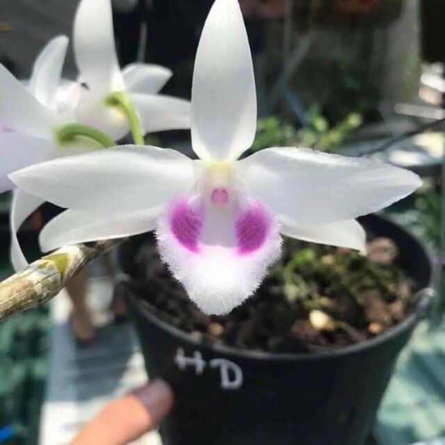 Phi điệp 5ct HD