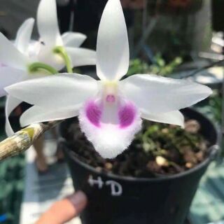 Phi điệp 5ct HD