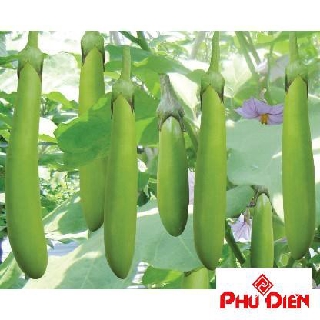 Gói 30 hạt giống cà xanh dài phú điền