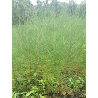 CÂY GIỐNG PHI LAO (CÂY DƯƠNG LIỄU, CÂY XÌ LAO)