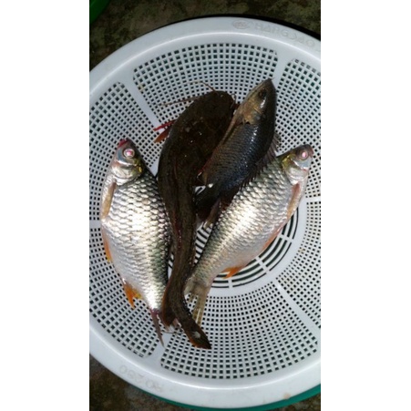 CÁM CÂU CÁ TỔNG HỢP 500G SIÊU NHẠY