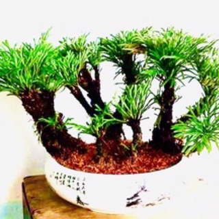Cây trường sinh thảo bonsai