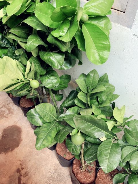 Bưởi da xanh  siêu sớm