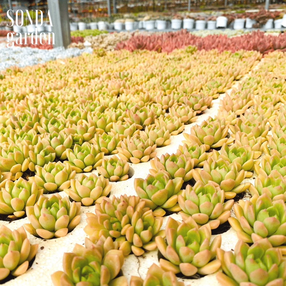 Sen đá mặt trời SONDA GARDEN size mini 2.5-4cm, cây cảnh trang trí nhà cửa, lỗi 1 đổi 1