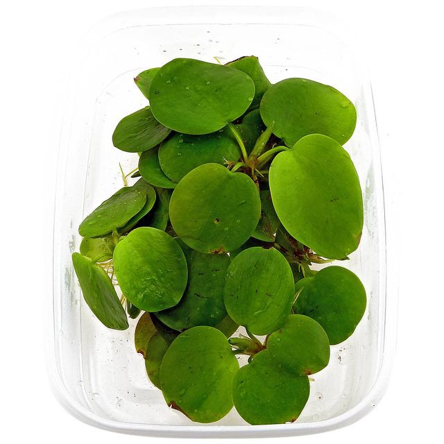 Bịch Bèo Nhật