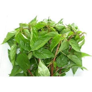 Hạt giống rau đay gói nhiều hạt dễ trồng