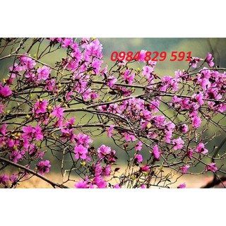 Hoa Đỗ Quyên Ngủ Đông