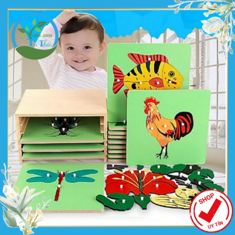 Tranh ghép sinh học giáo cụ Montessori bằng gỗ cho trẻ mần non | Vườn ươm tri thức