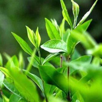 Nước Hoa Nam ETENER ROYAL 100ML Chính Hãng Hộp Sang Trọng - Hương thơm Nam tính Cuốn hút Sang trọng Tinh tế