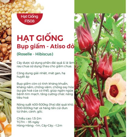 COMBO 3 GÓI HẠT GIỐNG ATISO ĐỎ – BỤP GIẤM