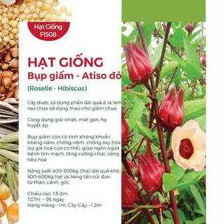COMBO 3 GÓI HẠT GIỐNG ATISO ĐỎ – BỤP GIẤM
