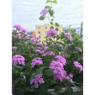 Hoa ngũ sắc tím leo rủ