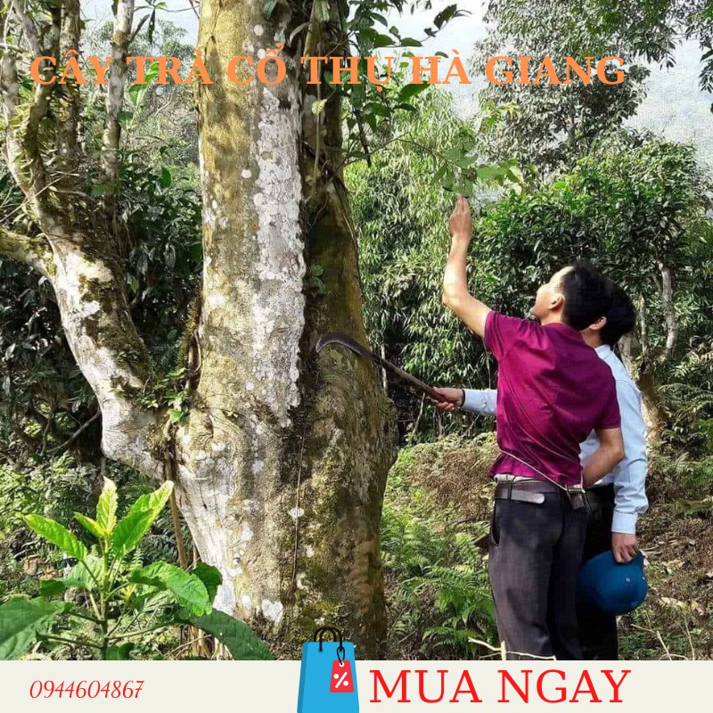 Bạch trà mẫu đơn  200g