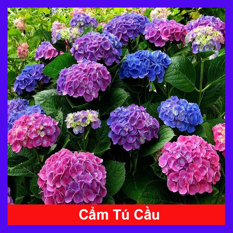Cây hoa cẩm tú cầu - cây cảnh đẹp - đổi màu theo độ PH + tặng phân bón cho cây