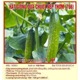 Hạt giống dưa chuột nếp