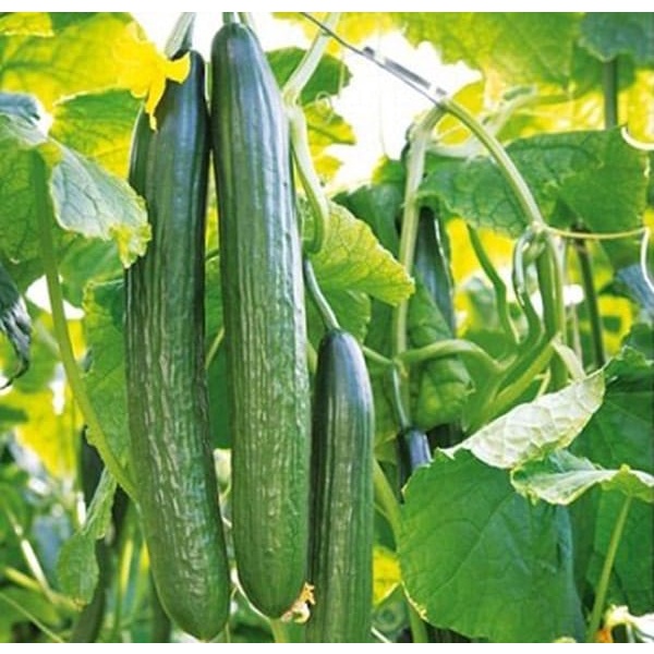 Hạt giống Dưa Leo Nhật TN