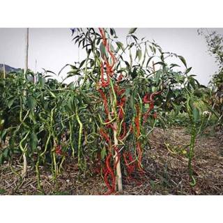 [Big Sale] (200-300 hạt) Hạt giống ớt tóc dài hair pepper chilli)