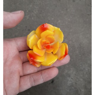 Cây hoa nhựa: Sen đá Lola vàng