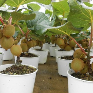 Hạt Giống Cây Kiwi