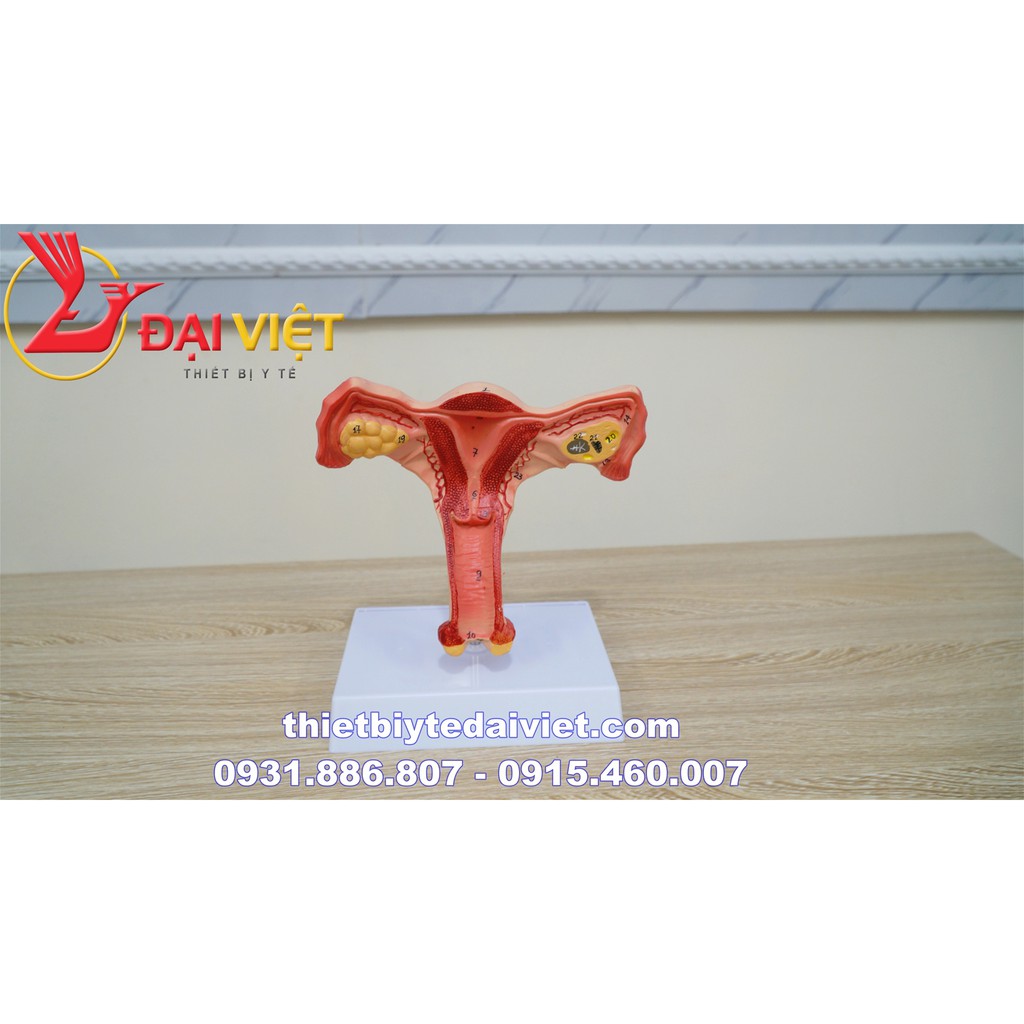 Mô hình giải phẫu bộ phận sinh dục nữ