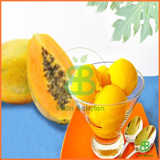 Hạt Giống Đu Đủ Lùn Rạng Đông, Trái Lớn, Sai Trái, Dễ Trồng, Tỉ lệ nảy mầm cao - Gói 5 Hạt