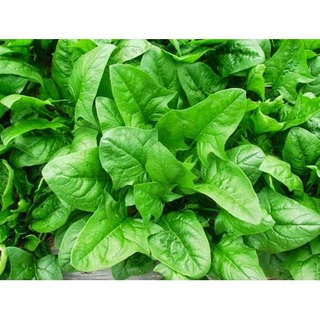 Hạt Giống Rau Chân Vịt ( Cải Bó Xôi)
