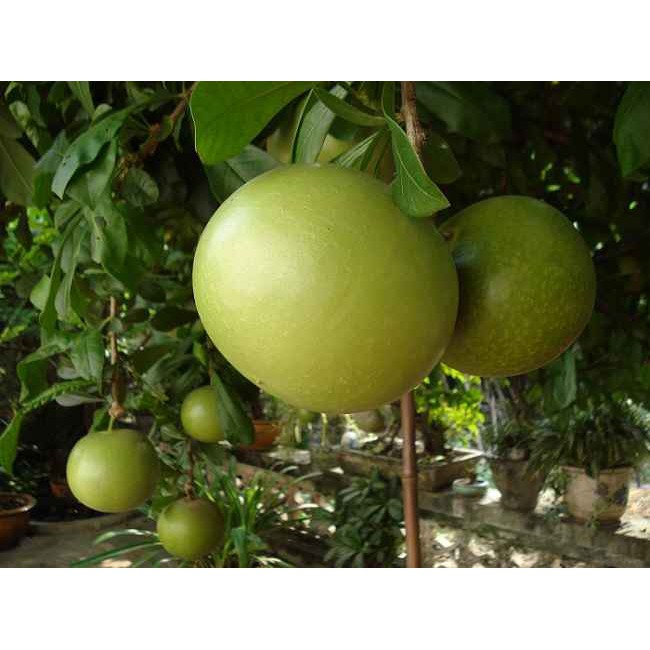 Cây giống đào tiên