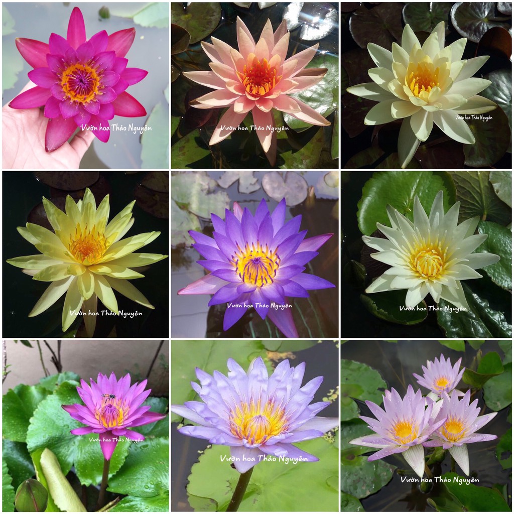 COMBO 8 cây hoa súng Thái Lan tự chọn màu