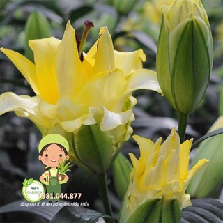 củ hoa ly kép thơm màu vàng
