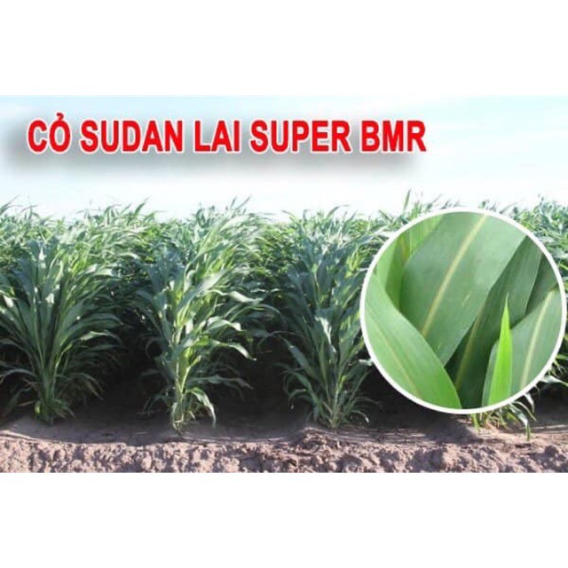 Hạt giống cỏ Sudan lai cỏ Sorghum Bicolor gói 100g giá rẻ