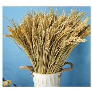 BÔNG LÚA KHÔ HẠT NGUYÊN THỦY - LÚA KHÔ 45- 50 BÔNG