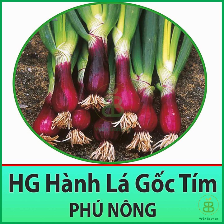 Hạt Giống Hành Lá Gốc Tím Cao Sản, Dễ Trồng 2GR