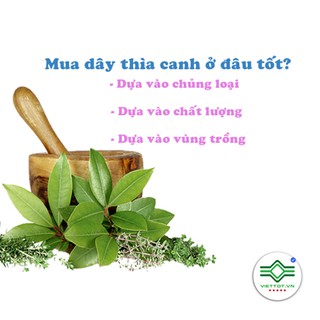 Dây thìa canh 1KG - T002
