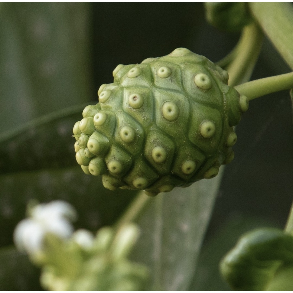 Tinh chất phục hồi da chiết xuất quả nhàu Celimax The Real Noni Energy Ampule 30ml