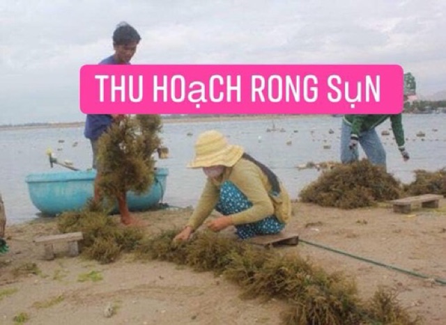 Mứt rau câu Phan Rang