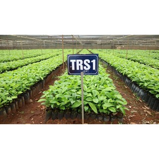 CÂY GIỐNG CÀ PHÊ TRS1 THỰC SINH
