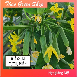 Dưa Leo (Dưa Chuột) Baby Chùm Tự Thụ Phấn Kappa F1