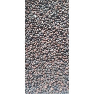 200gram hạt bông gòn giống